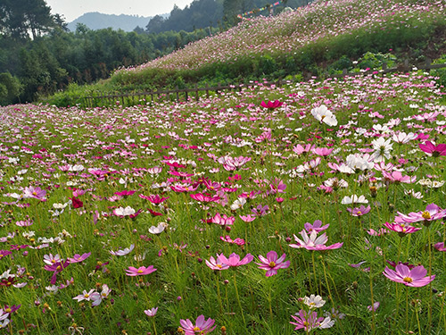 赏花