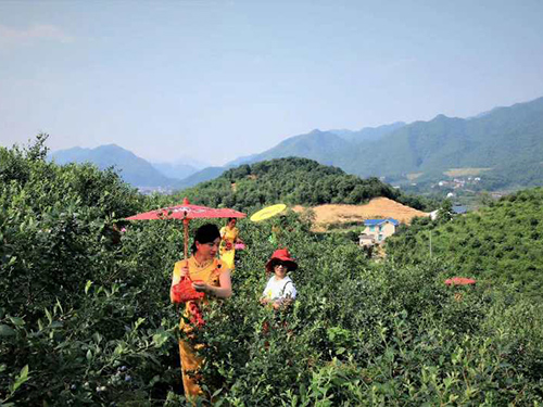 蓝莓野外采摘