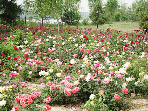月季花观光