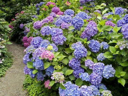 赏花