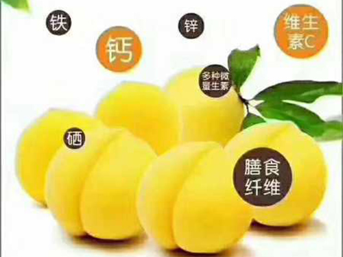 黄桃采摘