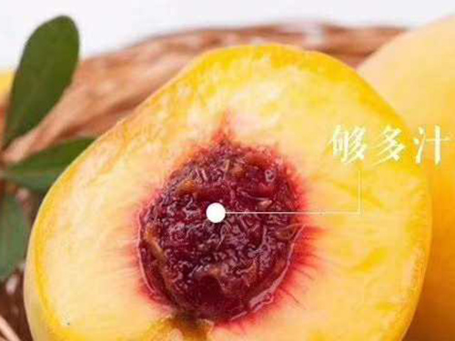 黄桃野外采摘