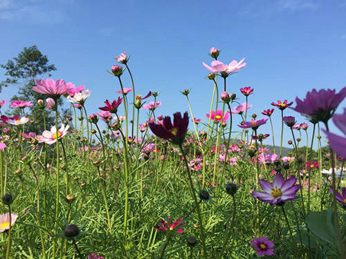 湖南赏花