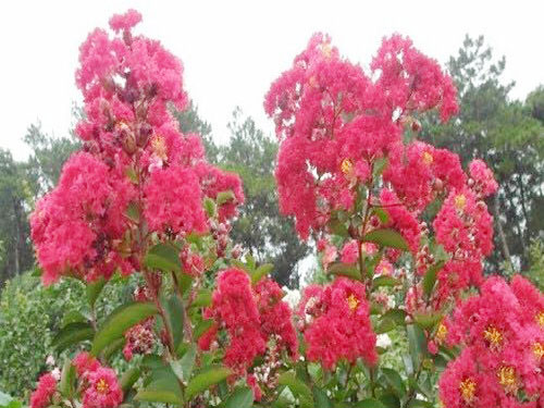 赏花活动