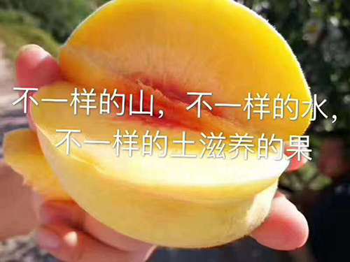 黄桃采摘