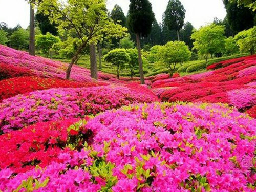 湖南赏花活动