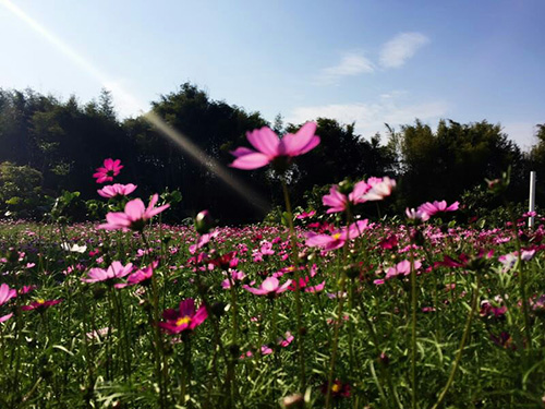 赏花
