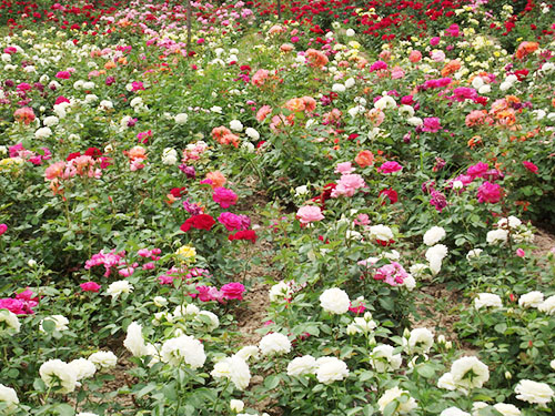观光月季花