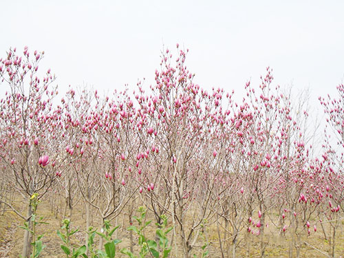 紫玉兰花观光