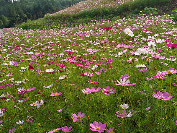 山花烂漫