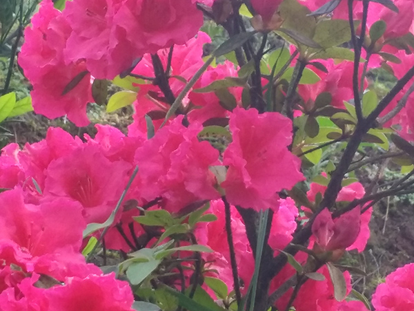 杜鹃花丛