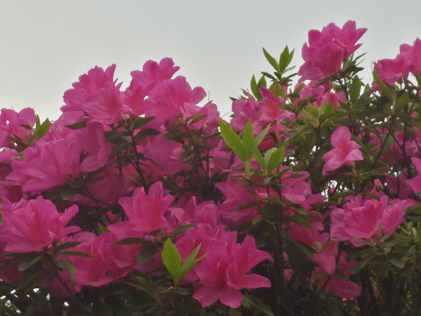 杜鹃花